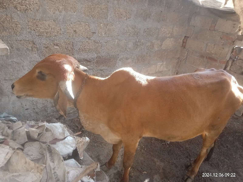 ગામ રાજકોટની બા...