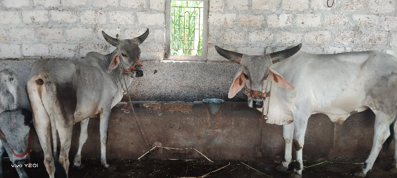 ગોધલા