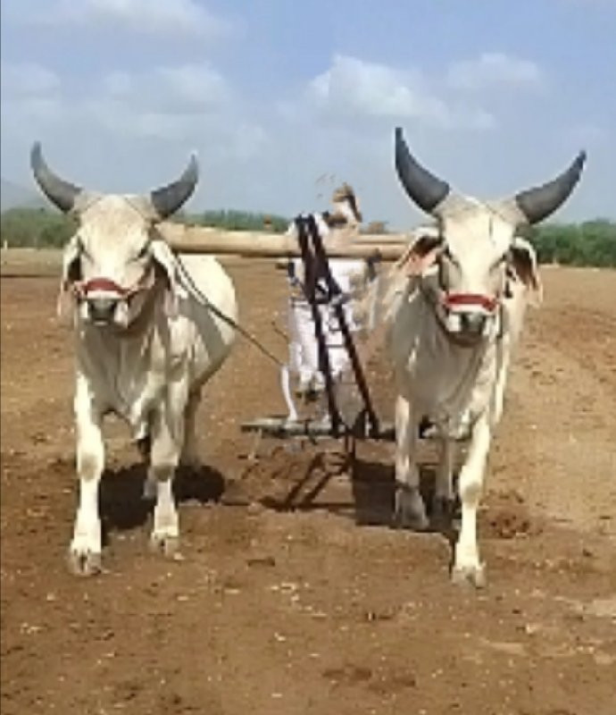 2 દાતે ચાલુ છે