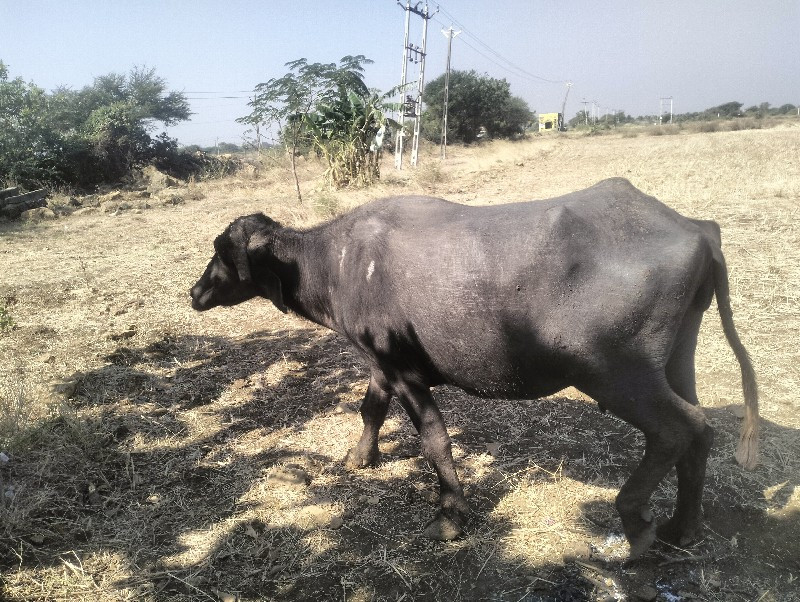 પારેડ ભેસ અને પ...