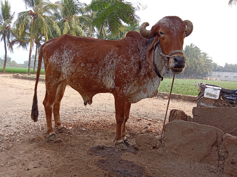 બળદ વેચવા નો છે