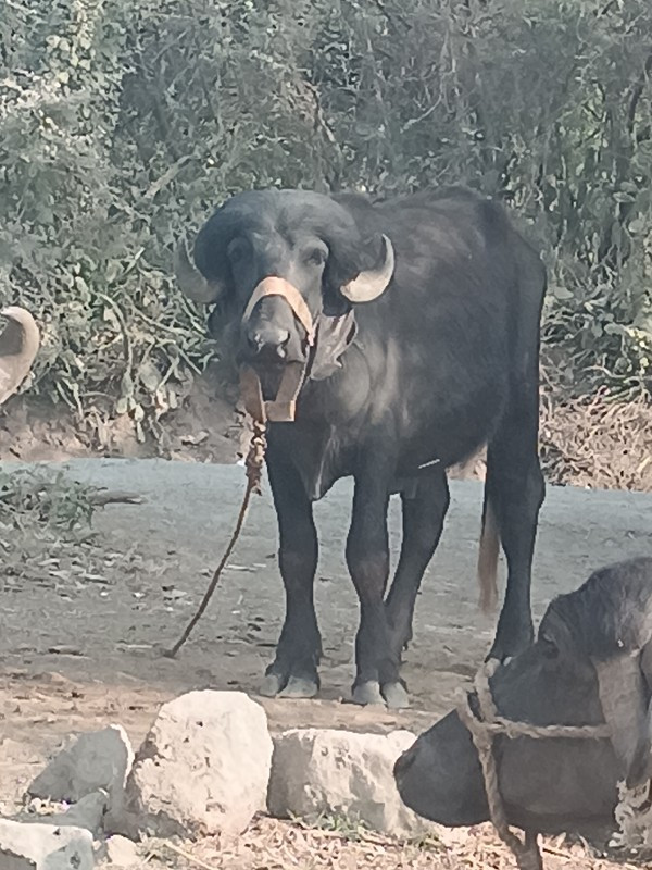 પાડો વેચવાનો છે