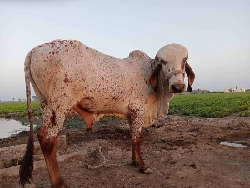 નંદી વેસવા નો છ...