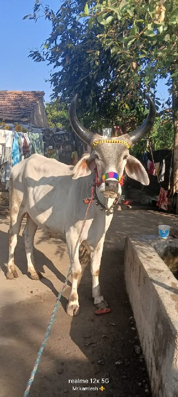 બળદ