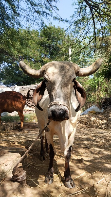 ગાય વેચવાની છે