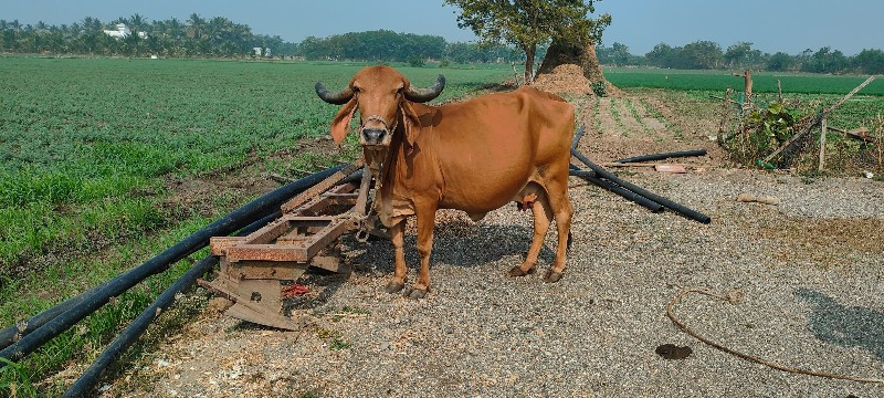 ગાય વેચવાની છે