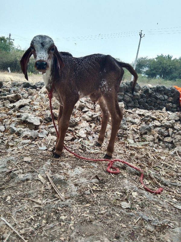 ગાય વેચવા નિ છે