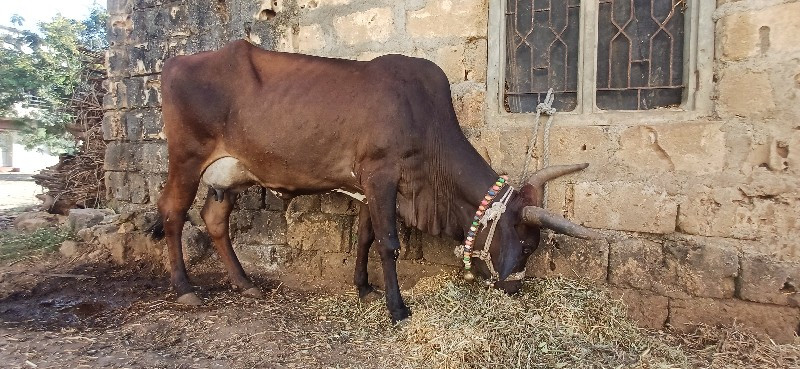 ગાય વેચવાની છે