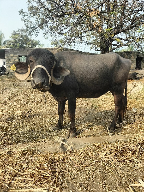 જાફરાબાદી પાડી