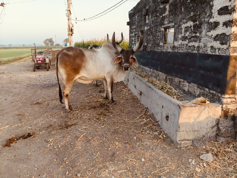 પેલી. ધરનો  બ‌‌...