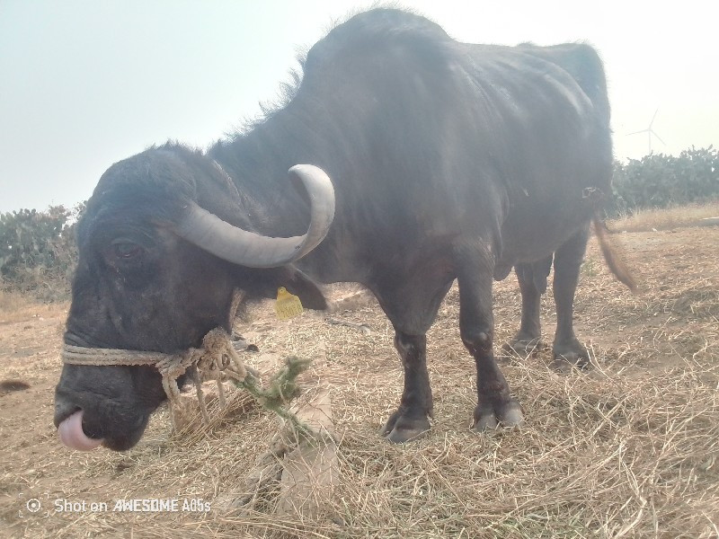 ભેંસ વેચવાની છે