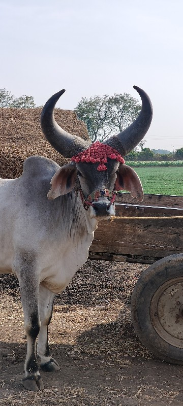 ગોઢલો વેચવાનો છ...