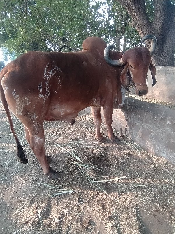 બળદ વેચવાના છે...