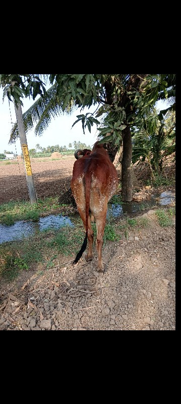 બળદ વેચવાનો છે