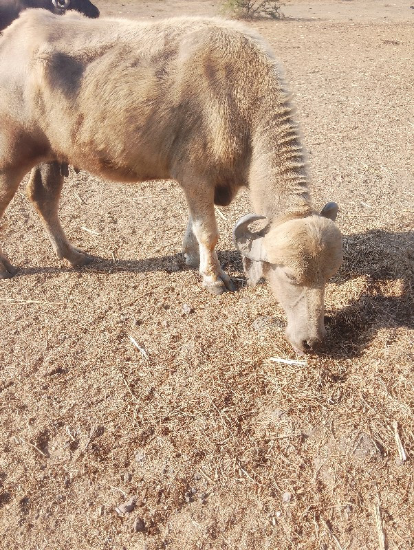 ભેંસ વેચવાની છે