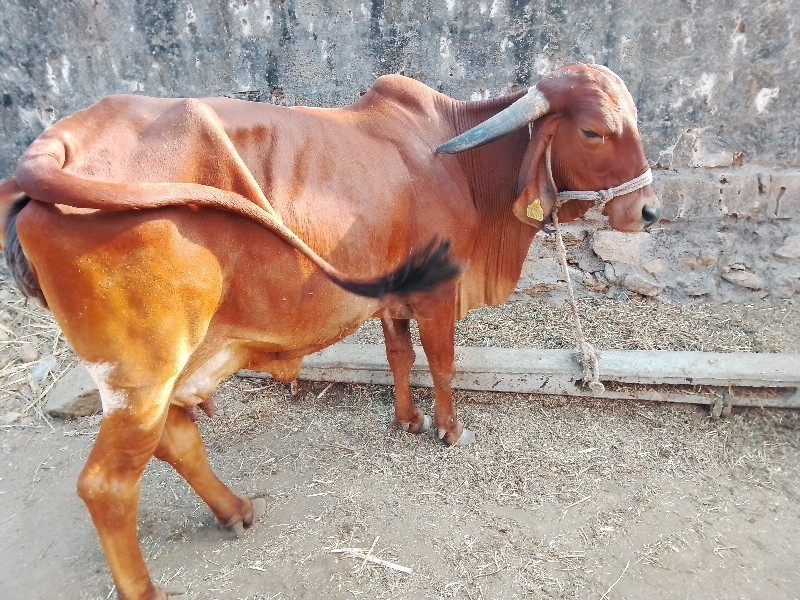 ગાય વેશાવાની સે