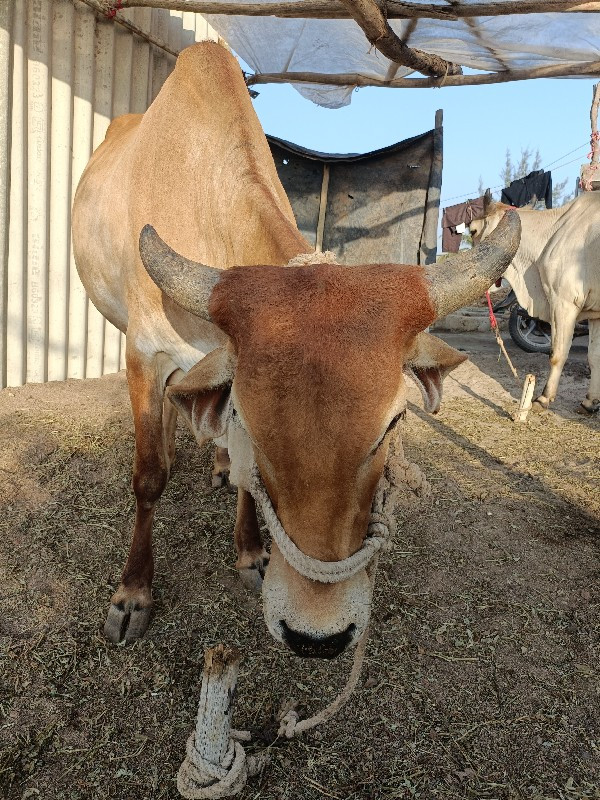 ગાય વેચવાની છે