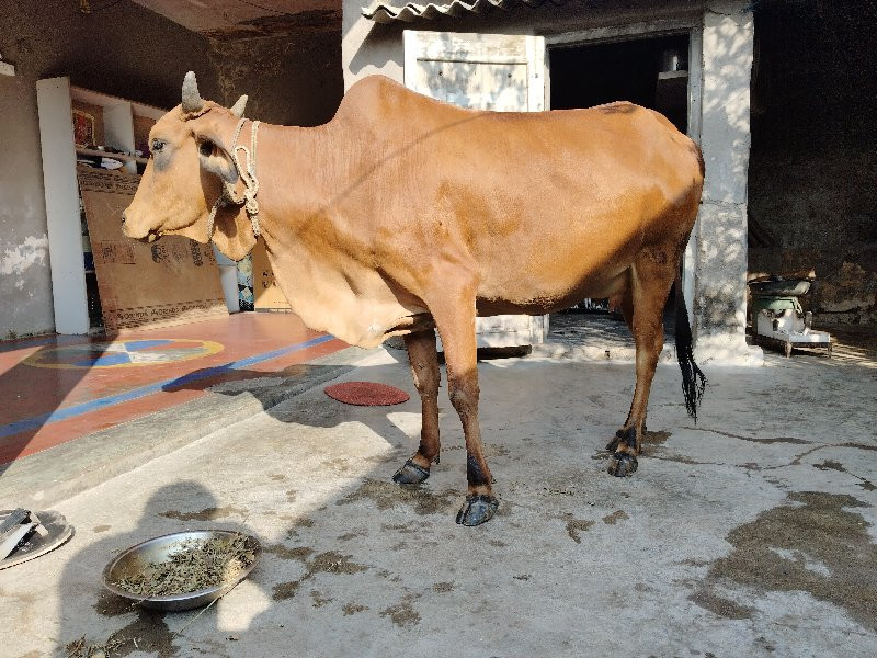 ગાય