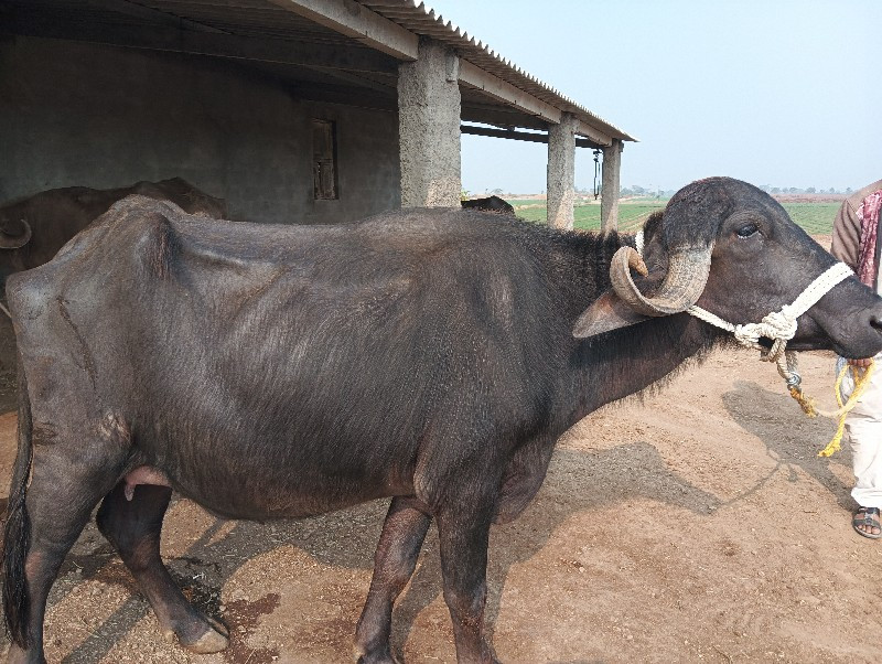 ભેસ વેચવા ની છે