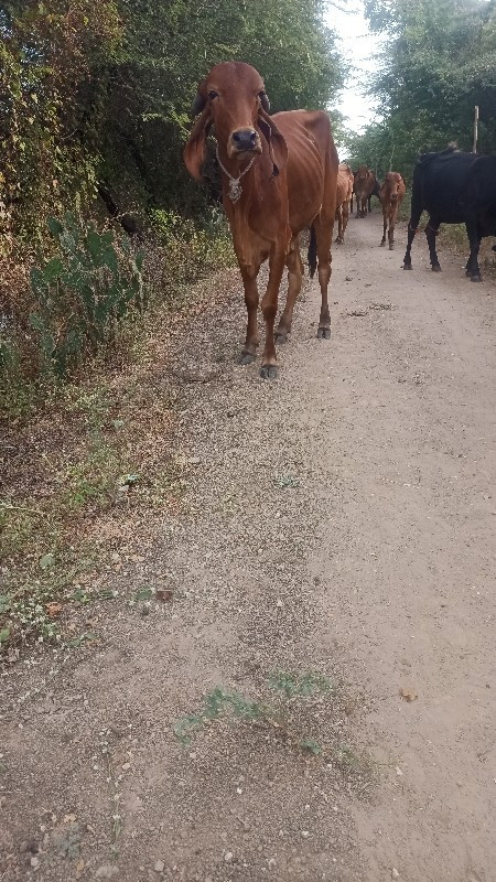 ગીર હોડકીયુ