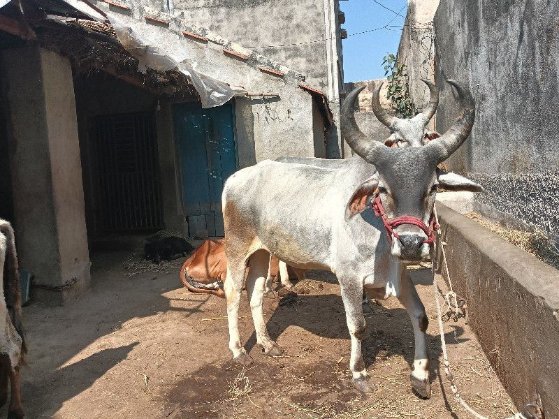 ગોઢલા વેચવાના છ...