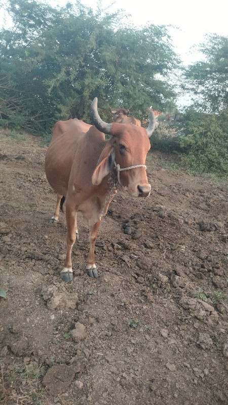 ગાય વેસવાનીછે