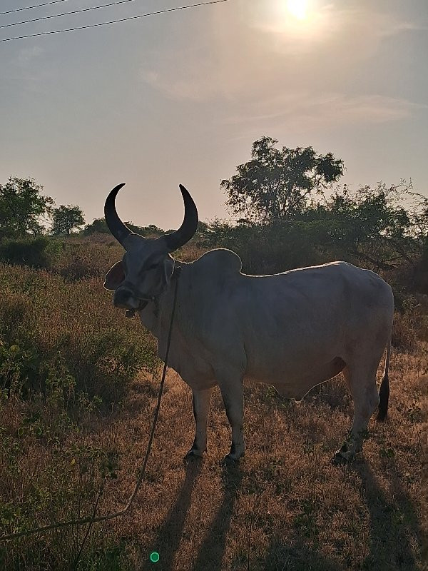 આપવાના