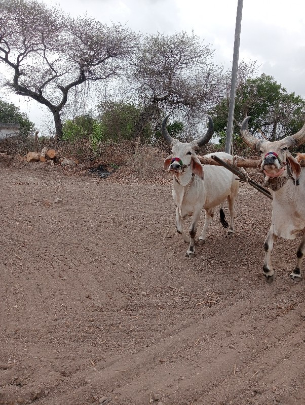 ગોડલા વેચવાના છ...