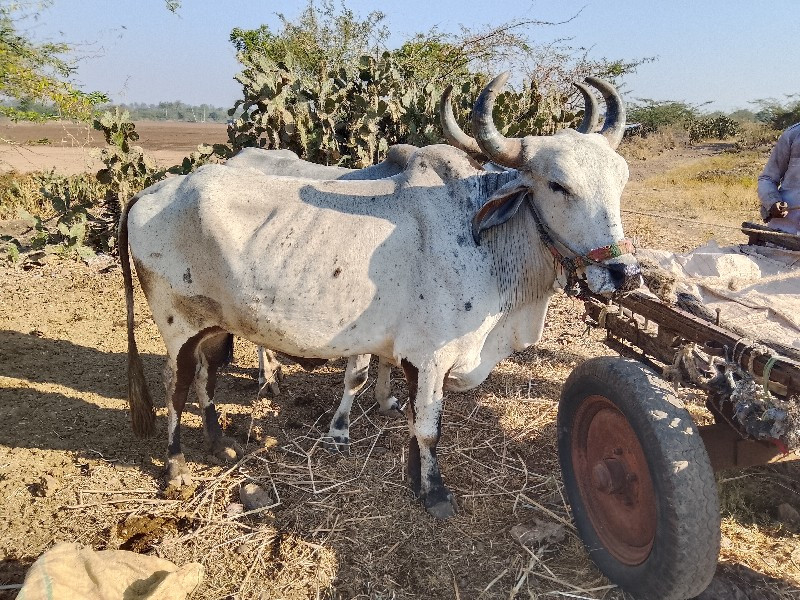 badki Gaon Bada...