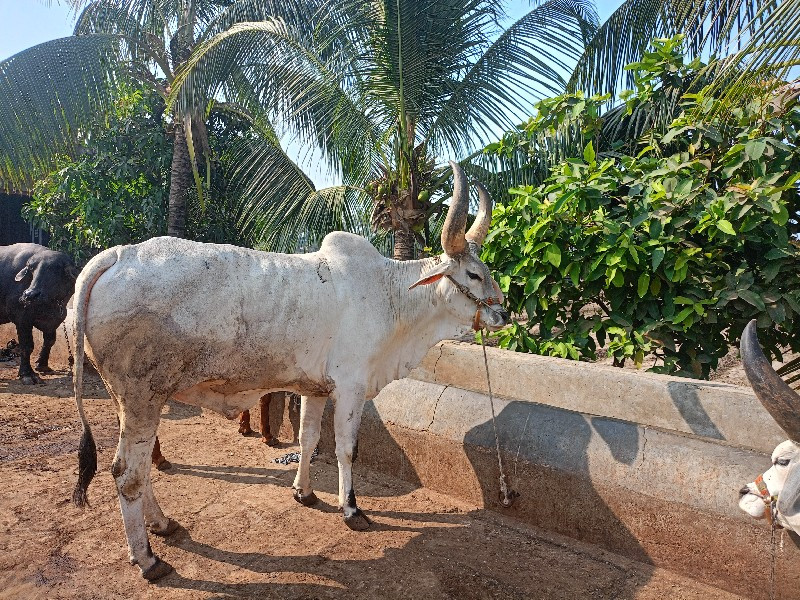 vadhiyaro godhl...