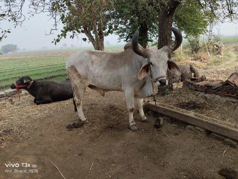 બળદ વેચવાના છે