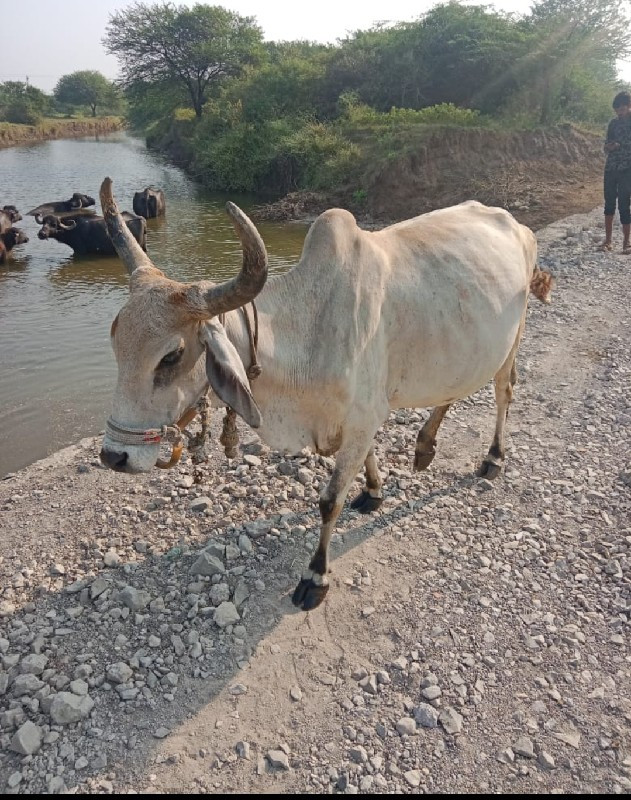 ગાય વેચવાની છે