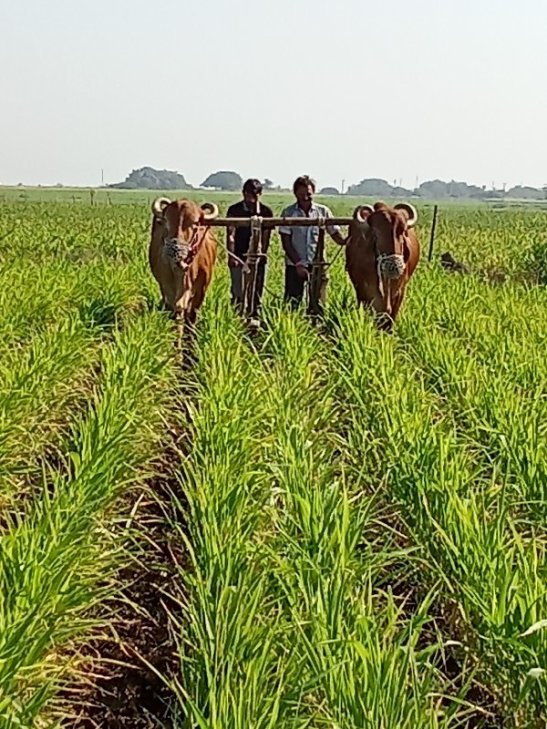 બળદ ની જોડ વેચવ...