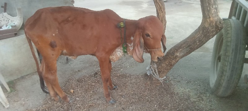 gir vasadi