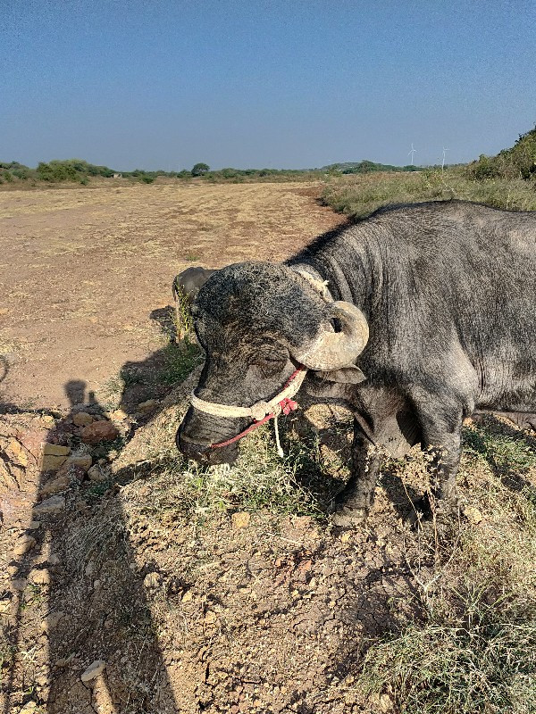 પાડો  વેચવાનુ...