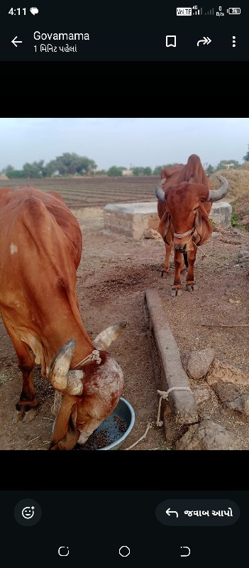 ગોઢલા વેચવાના છ...