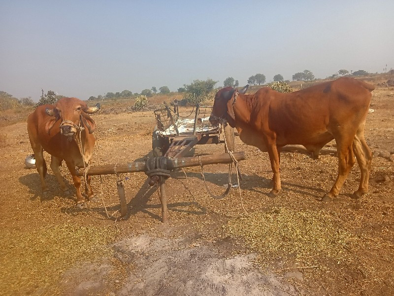 आशापुर गांव पड़...