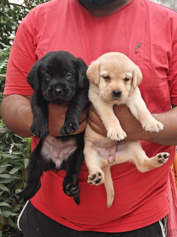 Labrador female