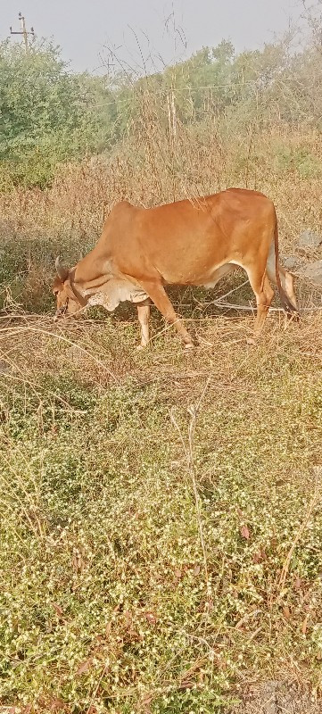 વેચાવછે
એકજછે