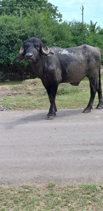 પાડો વેસવાનો છે...