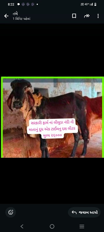 ગીર ગાય અને વાછ...