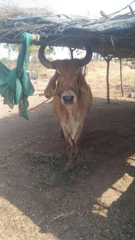 ગાયવેશવાનીશે સા...