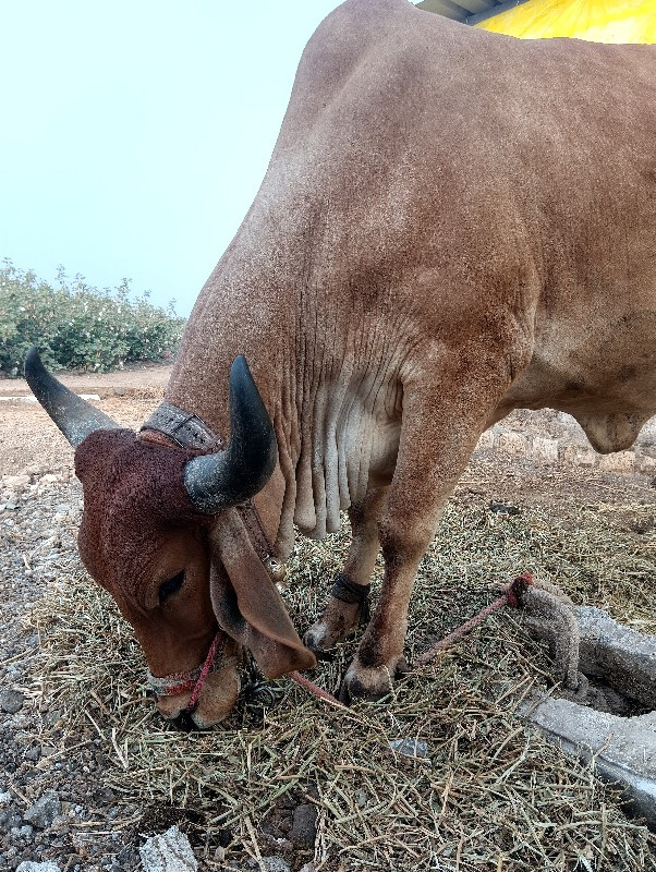 હોળકીવેચવાનીછે