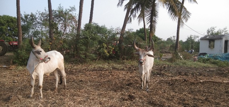 ગોઢલા વેચવાના છ...