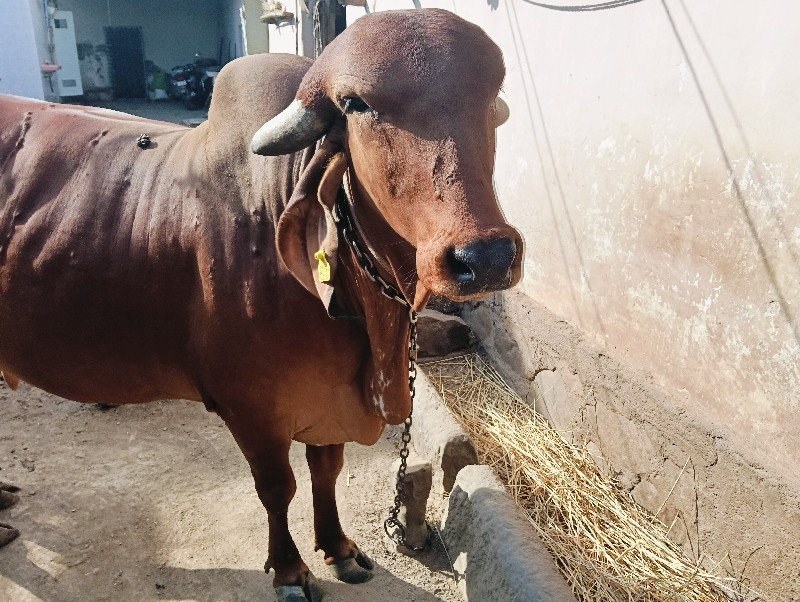 લાઈવ 
વેચવાની છ...