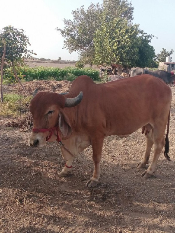 ગાય