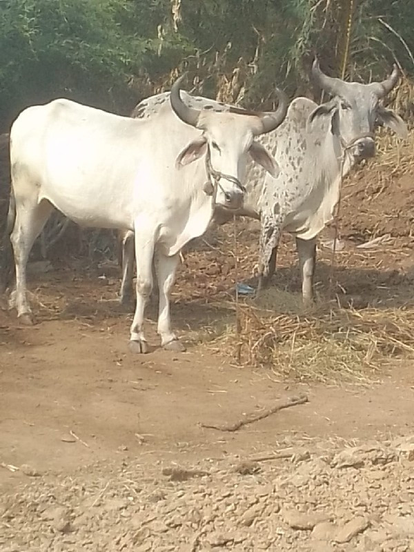 ગોદલા વેચવાના છ...