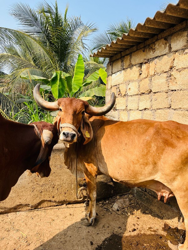 ગાય વેચવાની છે