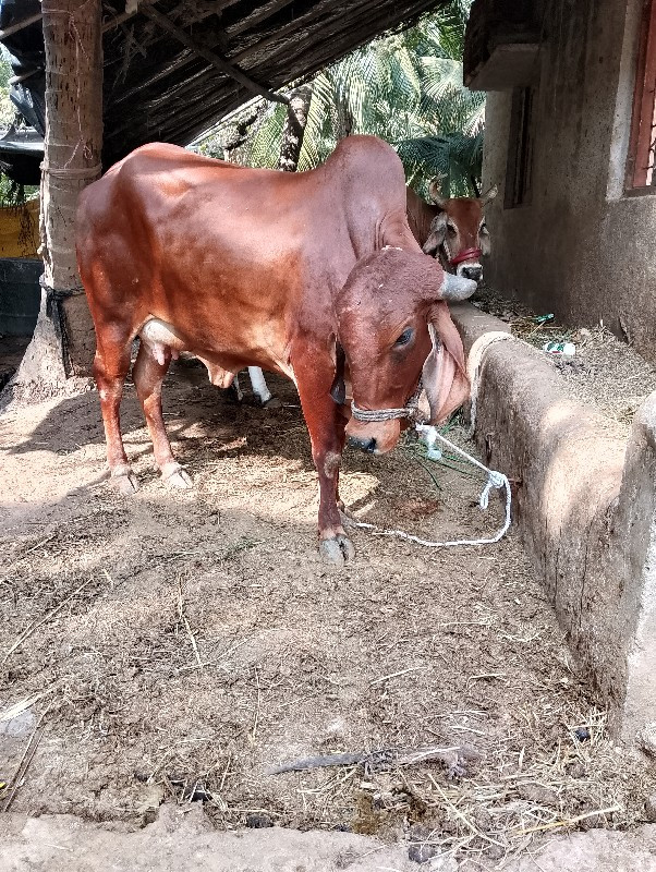 ગાય વેચ વાની છે...