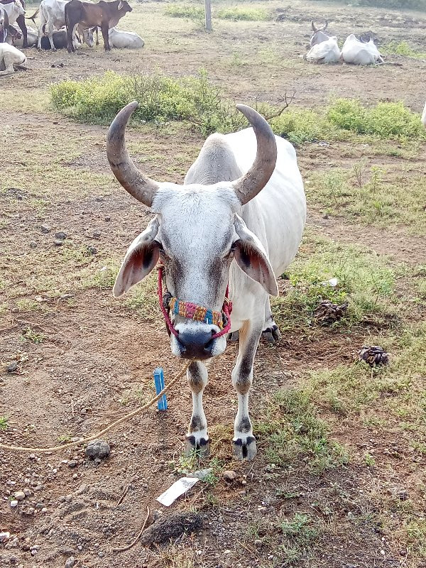 સોજા છે